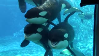 6 Killer Whales in Underwaterviewing Seaworld Orlando