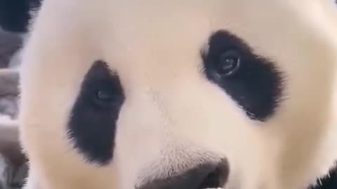 This panda has great teeth