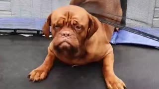 Puppy that doesn't give up