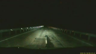 Bear Lunges at Car during Nighttime Drive