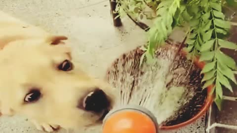 A funniest cute dog is trying to eating some water that's not drinking