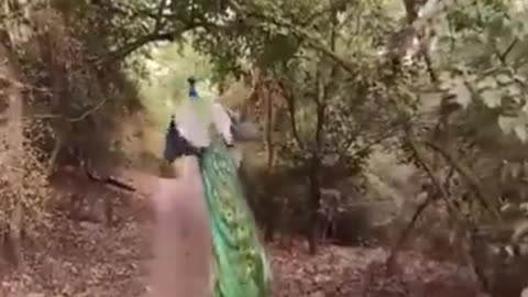 #Nation Bird Peacock# Rare Video#Natural Beauty