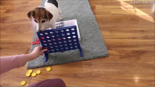 Jack Russell Learned to Play Connect 4