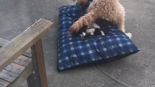 Dog Desperately Tries To Get Rid Of Cat Hogging His Bed