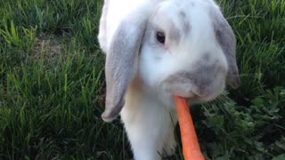 Rabbit nibbles carrot