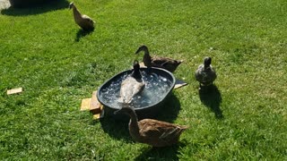 Fun on the Farm - Duck Pond Splash