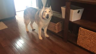 Husky And German Shepherd Thrilled For Drive-Thru Car Ride