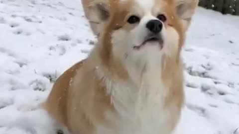 Nothing Like Feeling The Snow In Your Fur.