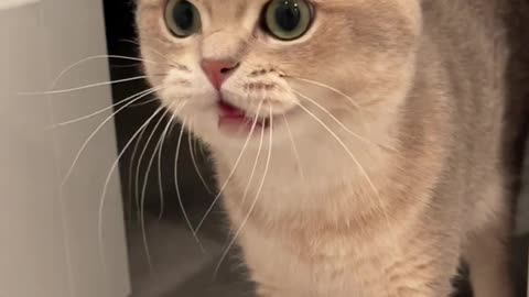 This, that, well, yeah. You got what I say right ? Cute cat video.