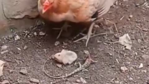 A chicken protects its children