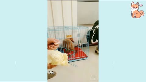 Funny and Cute Dog Videos :3