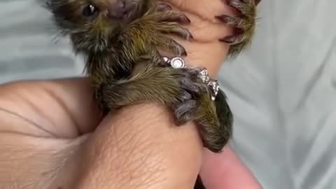 finger size monkey