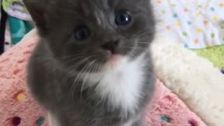 The Most lovely Kitten