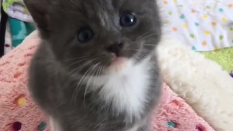 The Most lovely Kitten