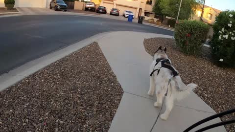 Running With My Husky Rufus at Sunrise