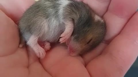 Dreaming Baby Golden Hamster