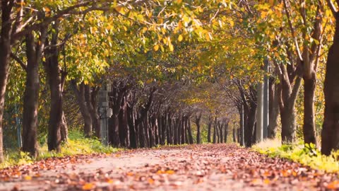 Beautiful Music For Relaxation - Calming Piano & Guitar Music by Soothing Relaxation 🐦 Singing PeAce