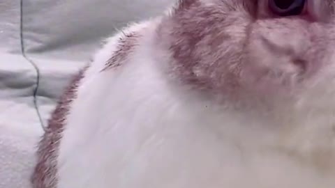 Funny Animal Videos that Make Me Burstnto Tears Laughing (CUTE) #shorts