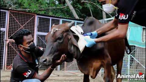 Rope embedded deep in neck but bull shows only sweetness