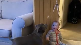 Baby Can't Stop Laughing At Dog Chasing Balloon