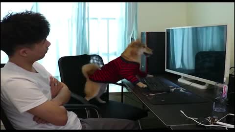 funny dog playing Owner pc game (part2)