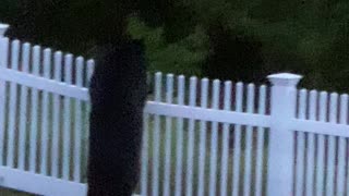 Bear Tears Down Backyard Fence with Ease