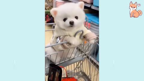 Cute Puppies and Cute Funny Compilation