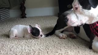 Puppy uses dog's tail as personal chew toy