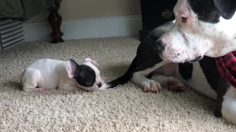 Puppy uses dog's tail as personal chew toy