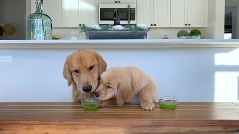 Dog Reviews Food With Son