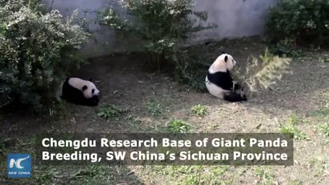 U.S.-born twin pandas adapt to Chinese life