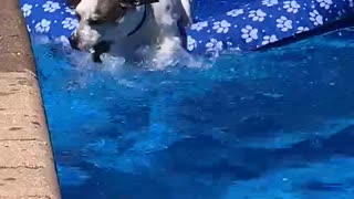 Dog having a ball in the water!