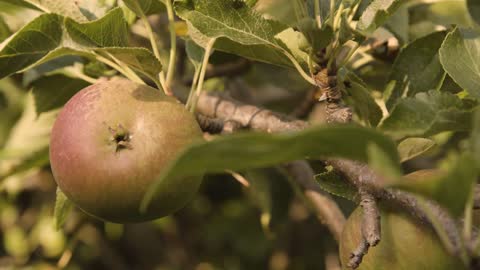 Close Up Shot of Apple On Apple Tree