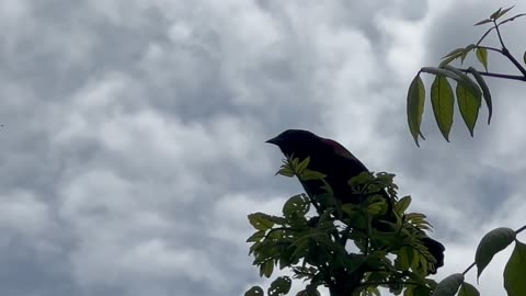 Redwing Blackbird intruder alert 😂