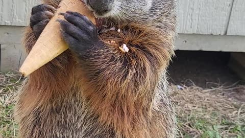 Puddles the Groundhog Loves Ice Cream