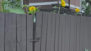 Sunflowers looking for sun