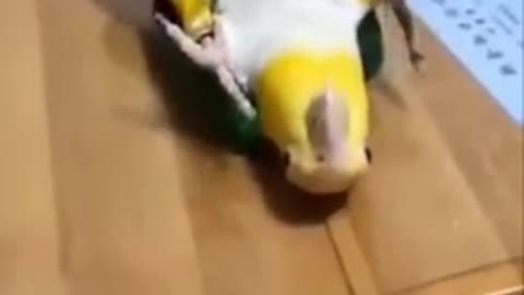 Parrot whistle training funny