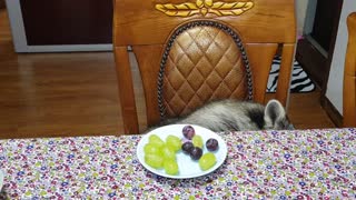 Raccoon sits at the table and eats grapes.