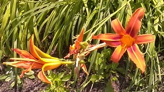 Tiger Lilies