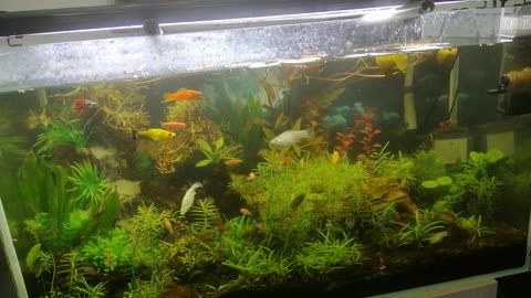 Beautiful aquarium after 2 months.