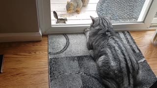 Crazy squirrel tries to attack cat!