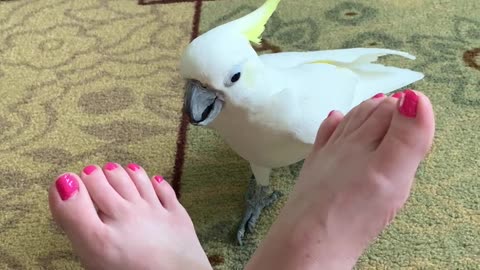Silly cockatoo tickles owner's feet