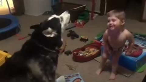 Toddler laughs as he and husky howl together l