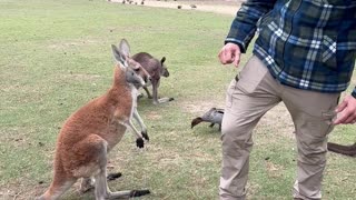 Kangaroo Has An Attitude