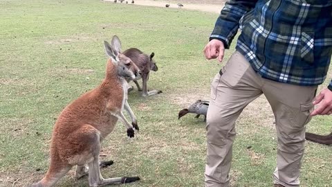 Kangaroo Has An Attitude