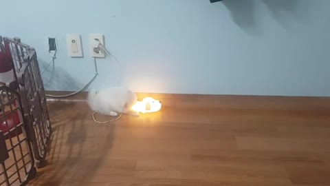 Baby Dog vs. Little Light Bulb