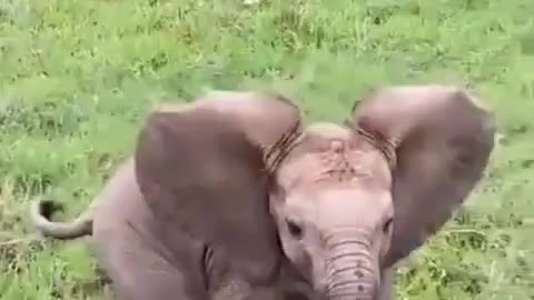 Elephant 🐘 baby playing with family