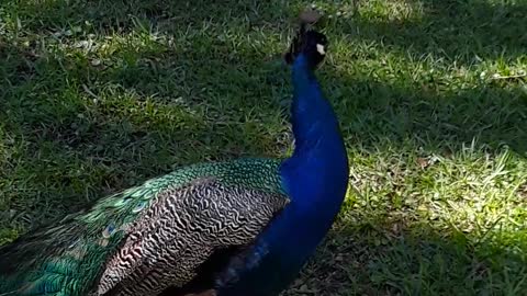 A male peacock steals the show for me, even over incredible history.