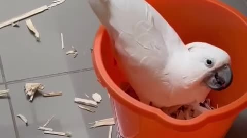 Funny parrot |cockatiel parrot | Funny birds | Funny animals