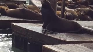 One seal forces another off dock pier 39